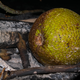 Image for article titled How To Live Off The Land In Paradise